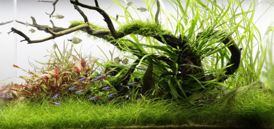 Mastering Planted Tank Recipe: 10 Simple Steps for Success